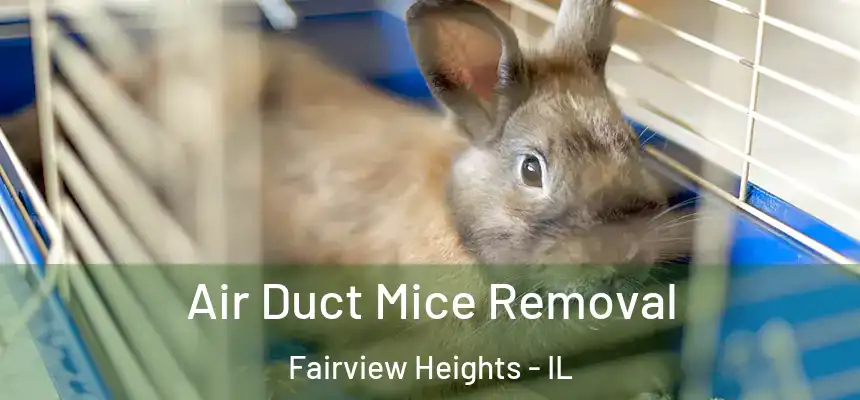 Air Duct Mice Removal Fairview Heights - IL